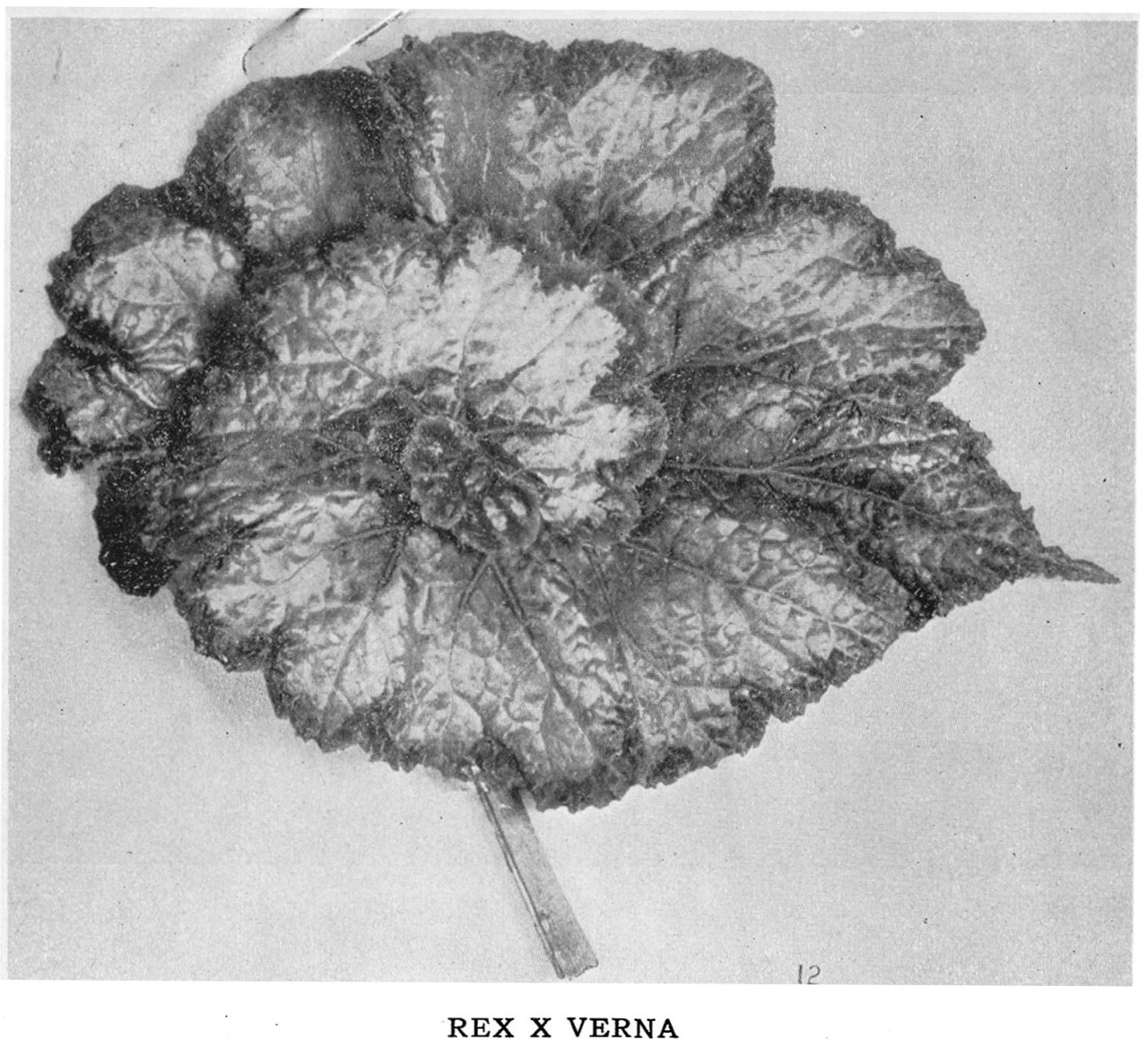 B. ‘Verna’